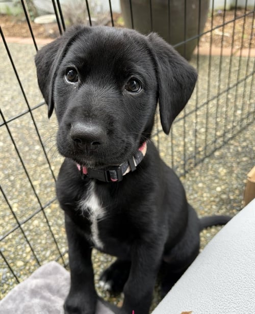 BEV - Labrador Retriever for adoption in Tacoma