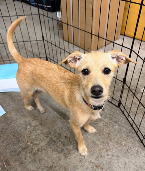 TOGI - Terrier available for adoption