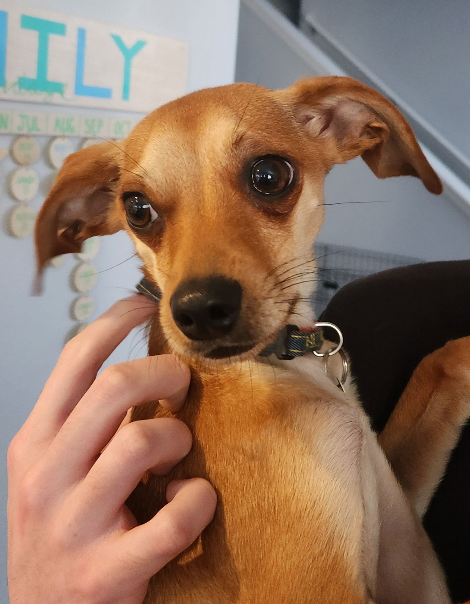 JOEY - Chihuahua / Whippet available for adoption