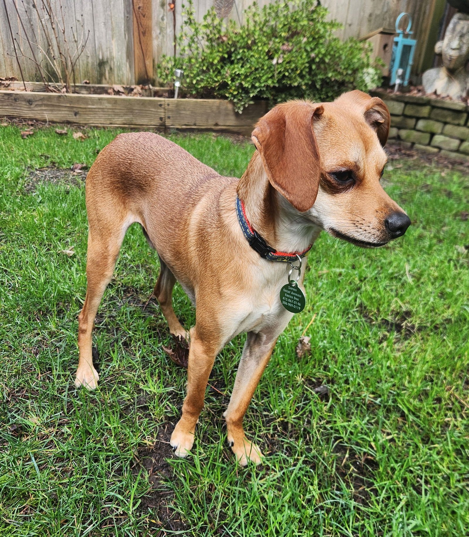 JOEY - Chihuahua / Whippet available for adoption