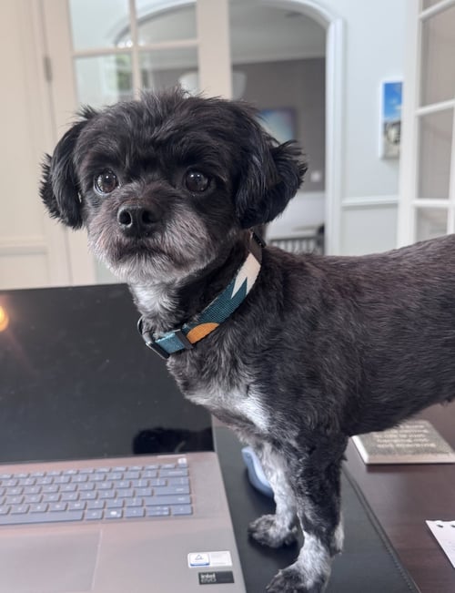 LUNA - Shih Tzu available for adoption