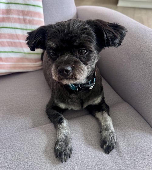 LUNA - Shih Tzu available for adoption