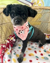 Luna - Photo 4