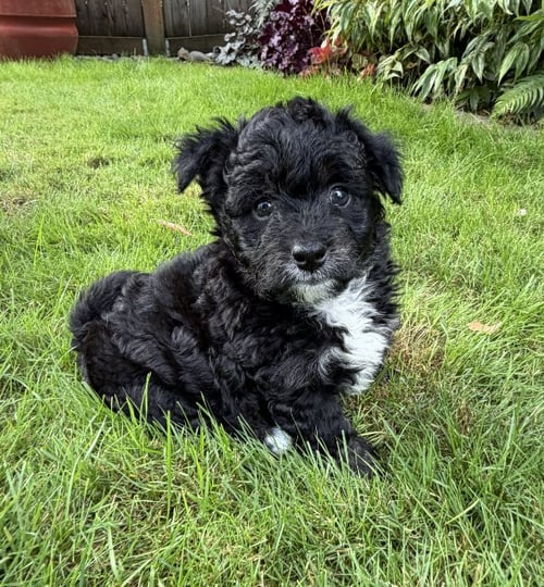 ROLO