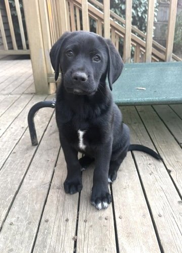 BEAR - Labrador Retriever / Shepherd for adoption in Tacoma