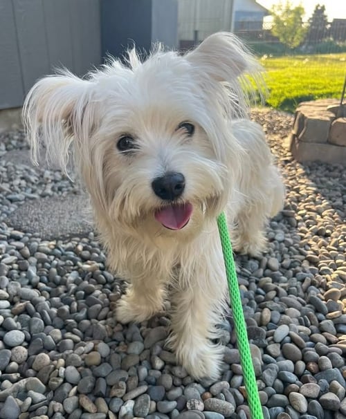 RORY - West Highland White Terrier Westie / Poodle (Miniature) available for adoption