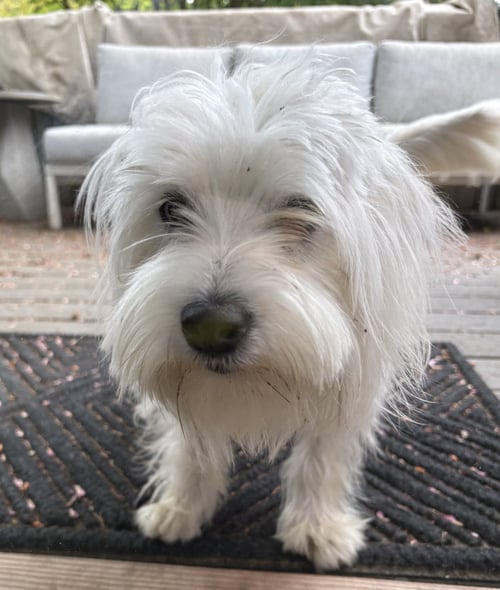 RORY - West Highland White Terrier Westie / Poodle (Miniature) available for adoption