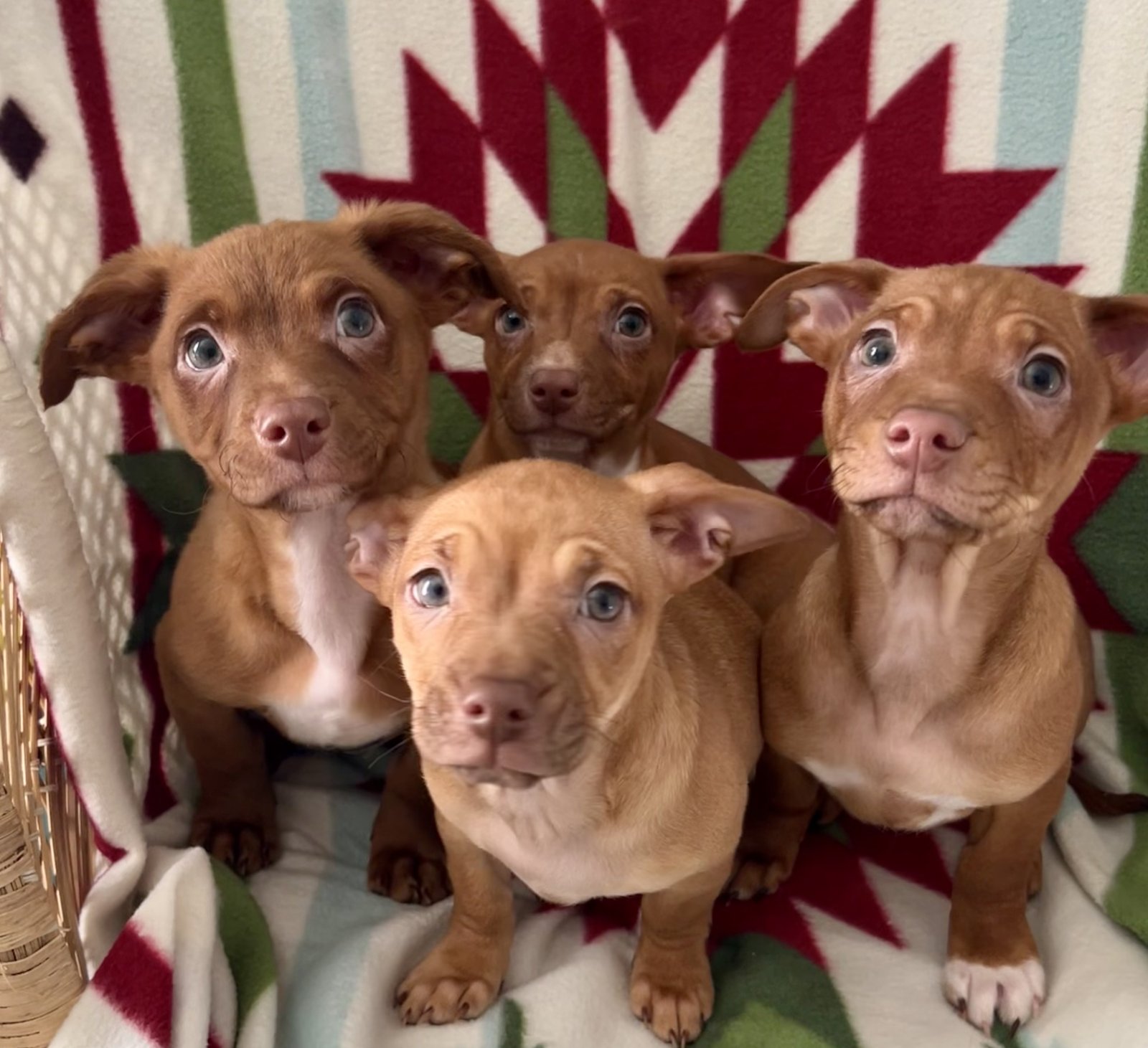 BUBBLY - Chihuahua / Dachshund available for adoption