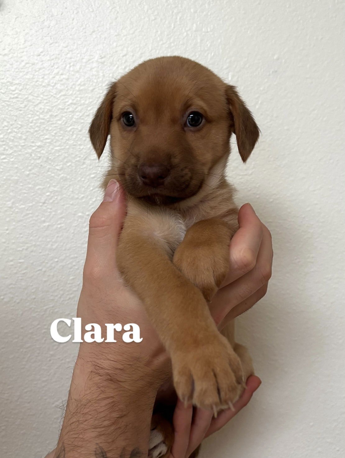 CLARA - Unknown available for adoption