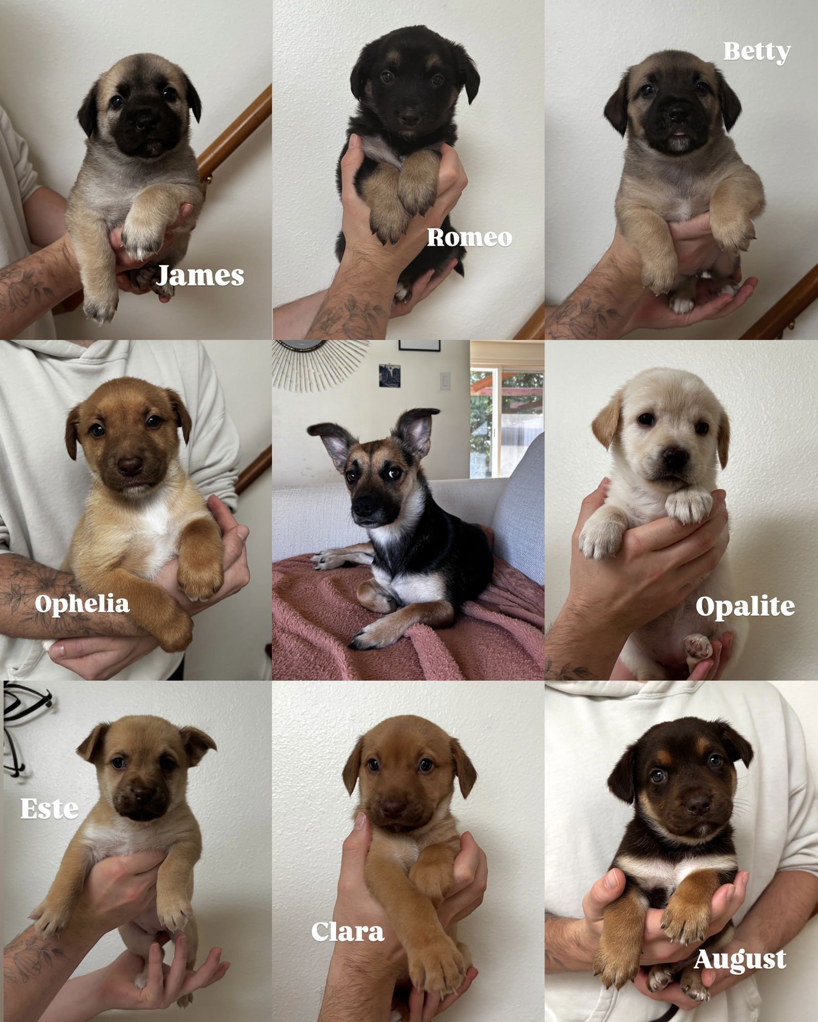 CLARA - Unknown available for adoption