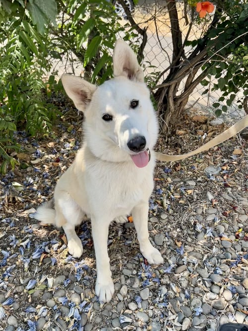 BALTO - Shepherd available for adoption