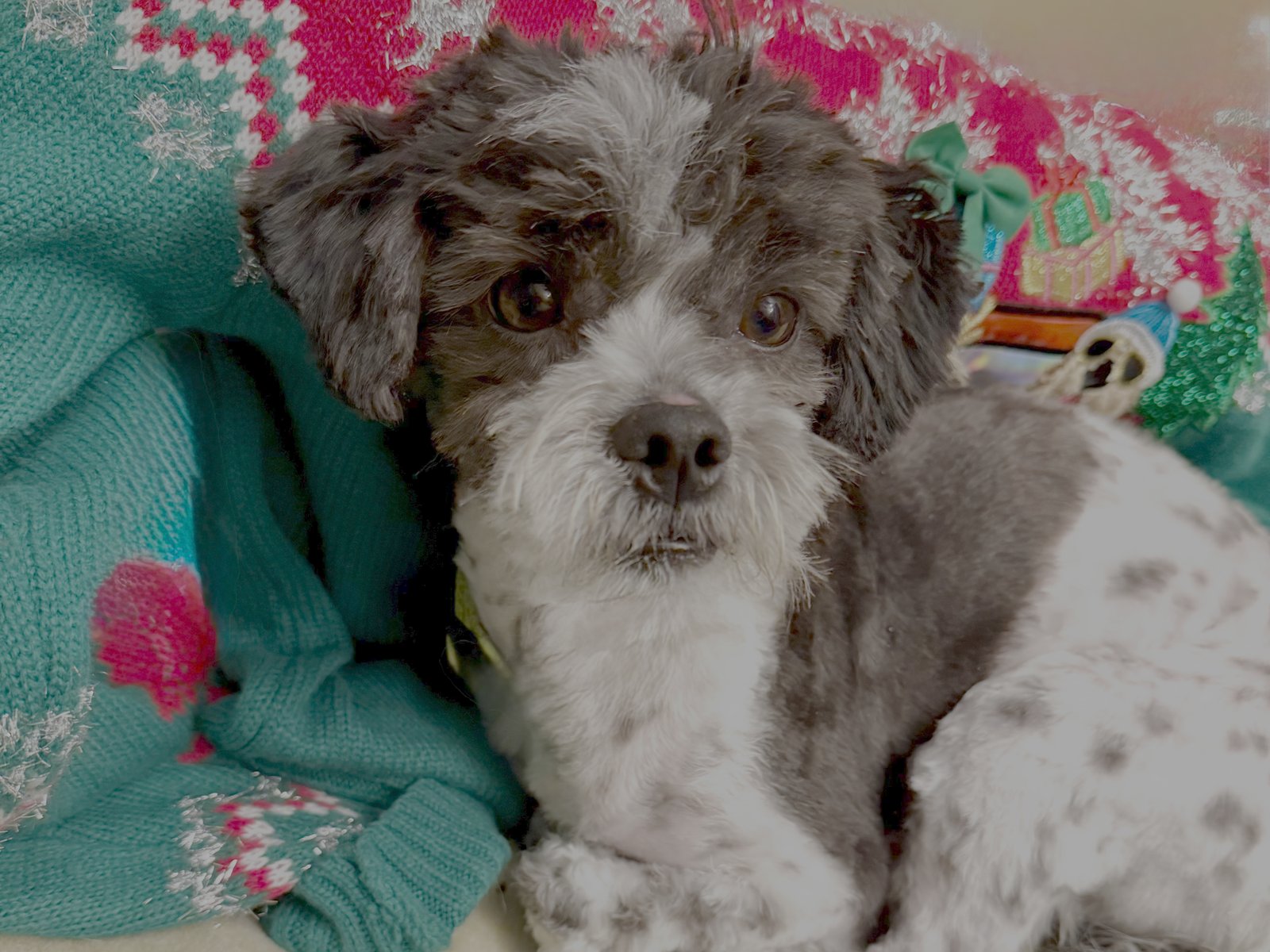 BINGO & PELUCHE - Shih Tzu available for adoption