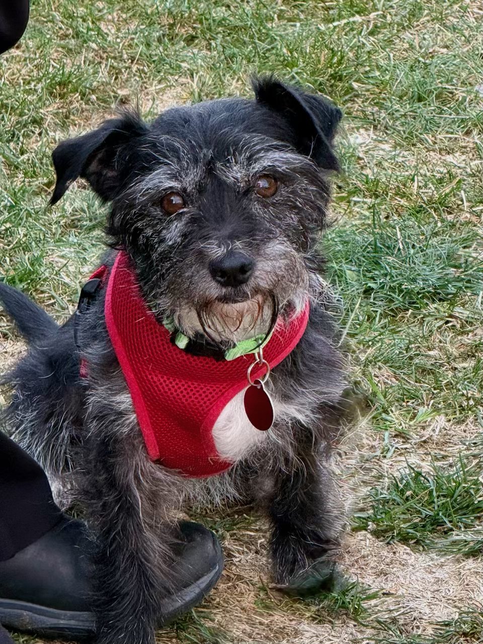 BINGO & PELUCHE - Shih Tzu available for adoption