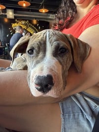 Tigger - Photo 3