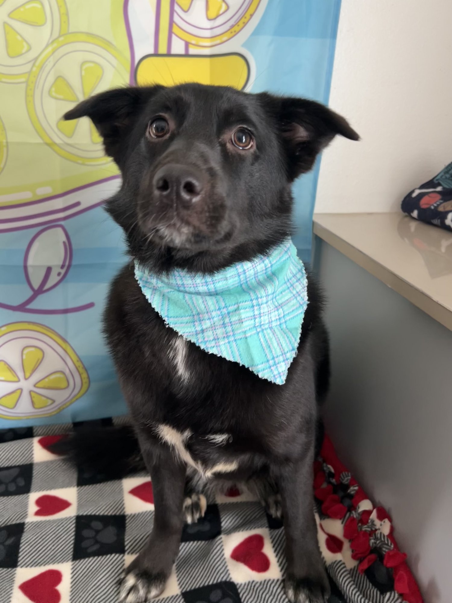 WILLOW - Collie / Wire-haired Pointing Griffon available for adoption