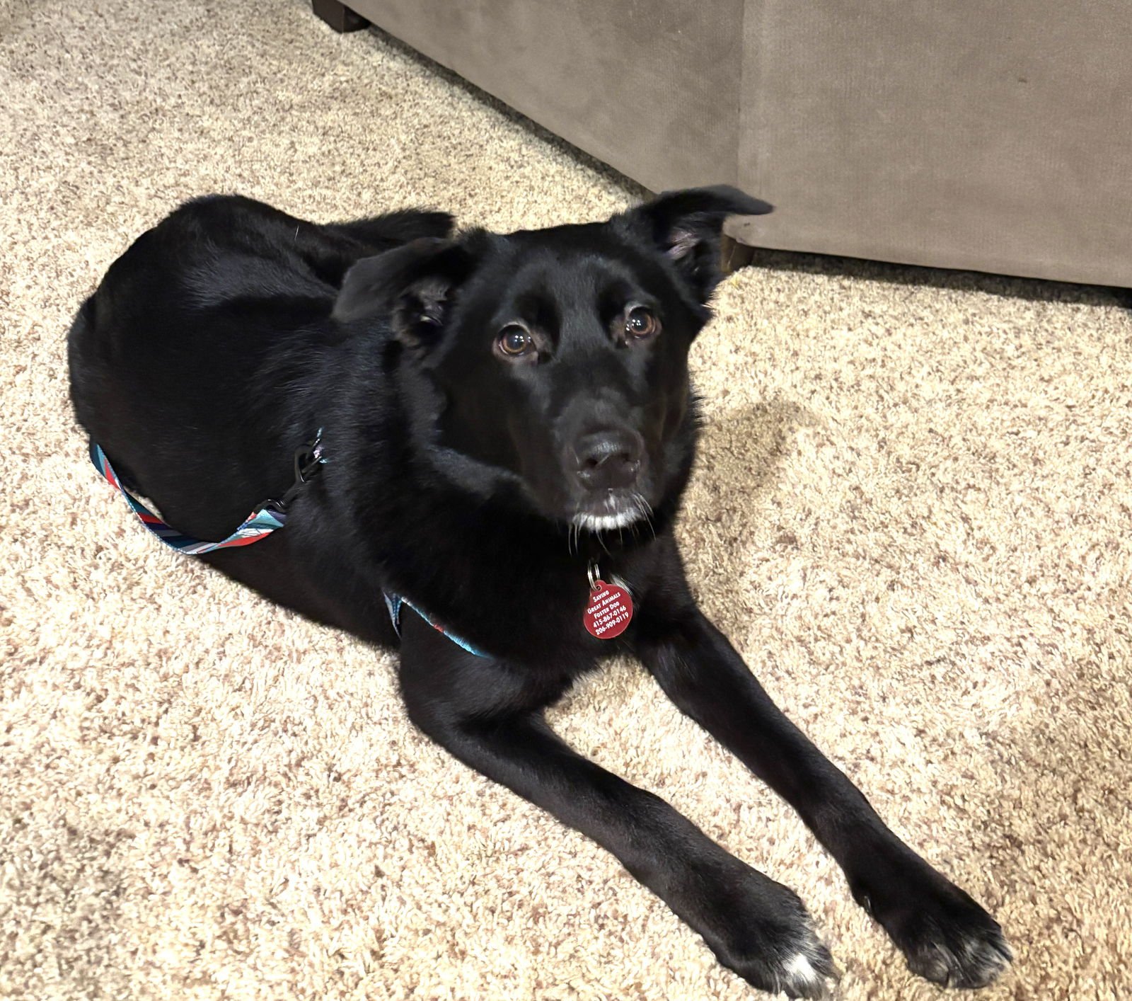 WILLOW - Collie / Wire-haired Pointing Griffon available for adoption