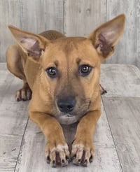Roo - Photo 2