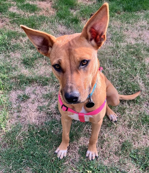 ROO - Cattle Dog for adoption in Tacoma