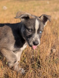 Hazel - Photo 3