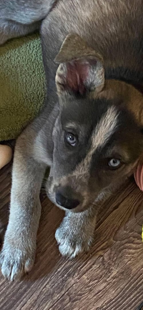 HAZEL - Husky available for adoption