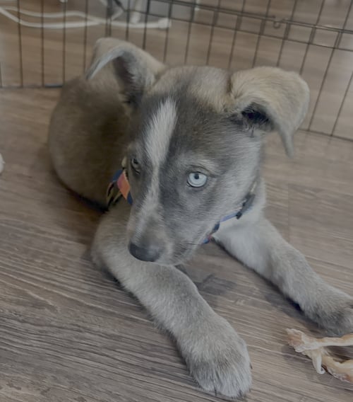 HAZEL - Husky available for adoption
