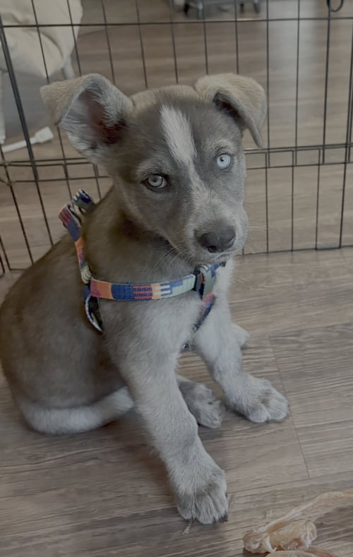 HAZEL - Husky available for adoption
