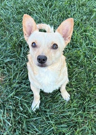 CHICO - Chihuahua available for adoption