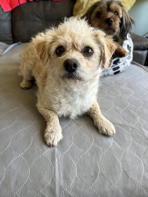 CHLOE