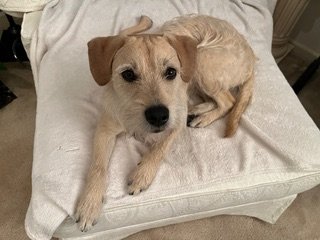 GRIFFEY - Border Terrier / Schnauzer available for adoption