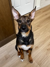 Evie - Photo 2