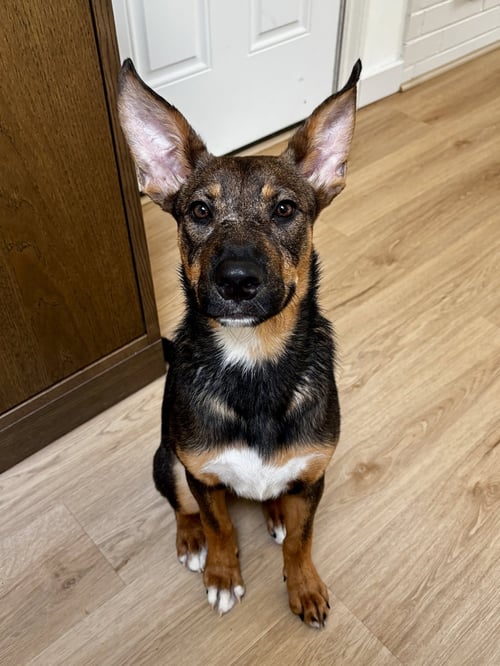 EVIE - Shepherd available for adoption