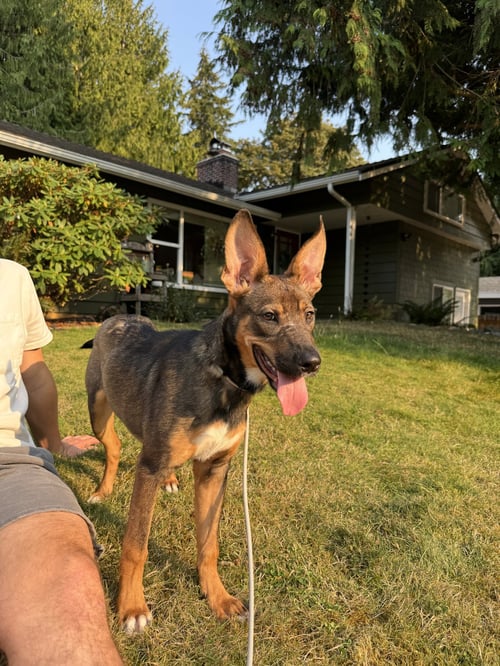 EVIE - Shepherd available for adoption