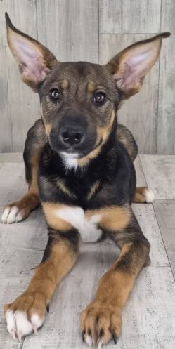 EVIE - Shepherd available for adoption