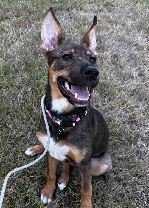 EVIE - Shepherd available for adoption