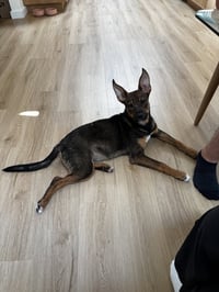 Evie - Photo 3