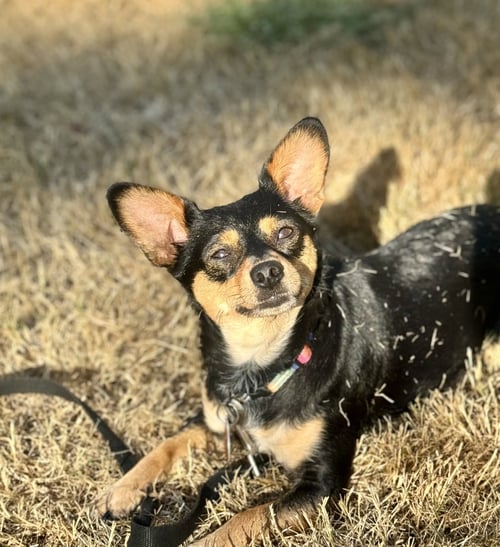 MIMI - Chihuahua available for adoption