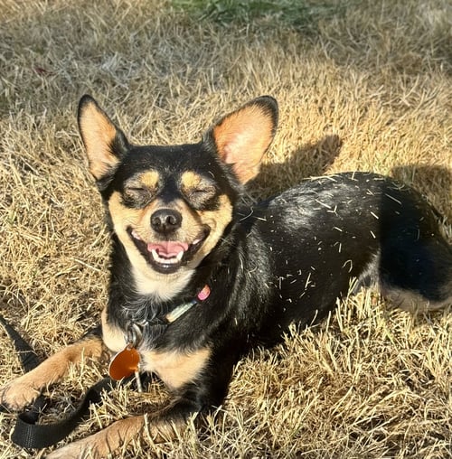 MIMI - Chihuahua available for adoption