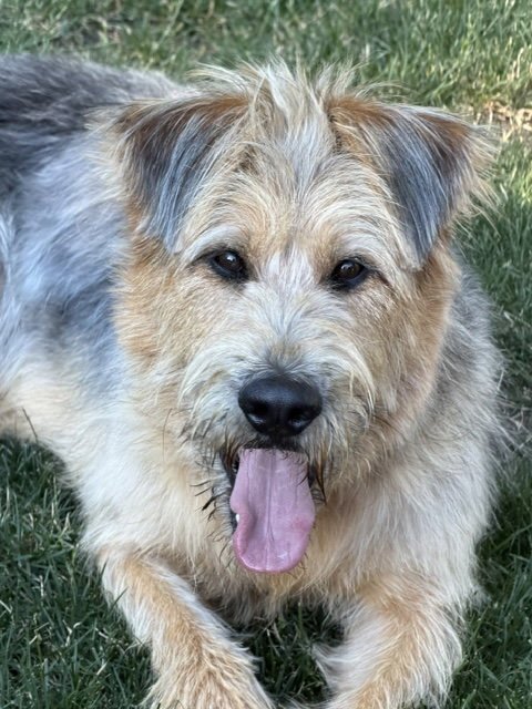 ARTHUR - Poodle (Standard) / Shepherd available for adoption