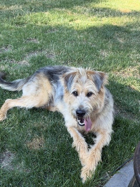 ARTHUR - Poodle (Standard) / Shepherd available for adoption