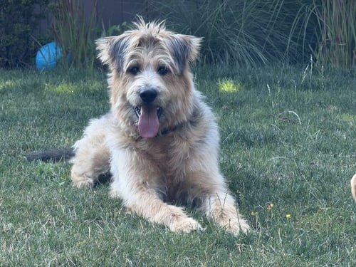 ARTHUR - Poodle (Standard) / Shepherd available for adoption