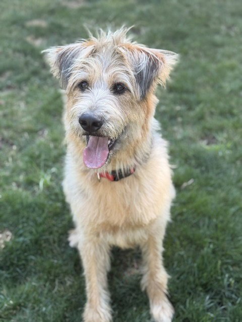 ARTHUR - Poodle (Standard) / Shepherd available for adoption