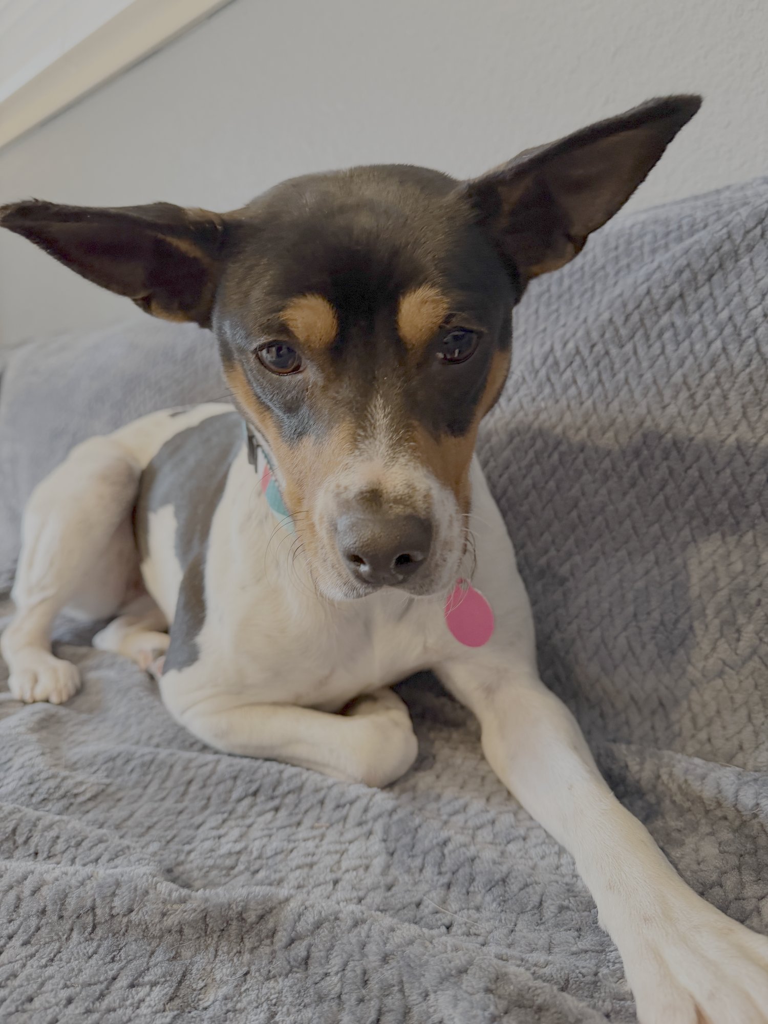BINKY - Rat Terrier available for adoption