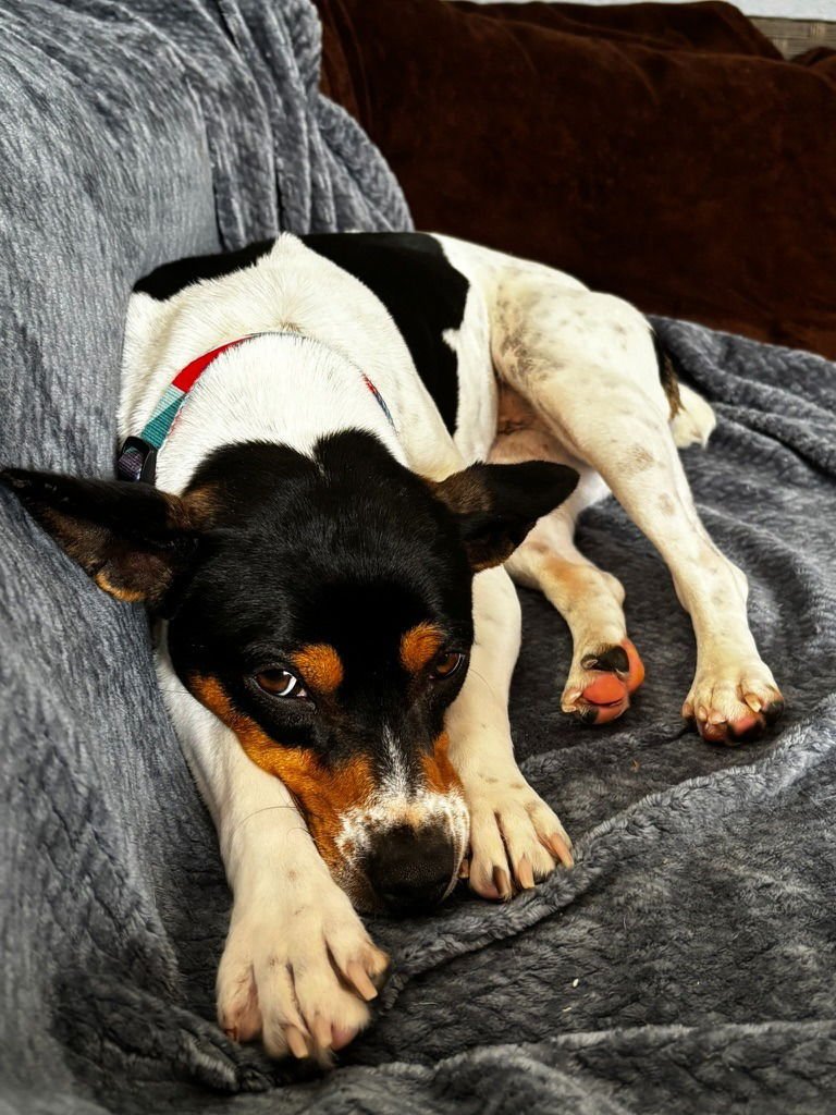 BINKY - Rat Terrier available for adoption