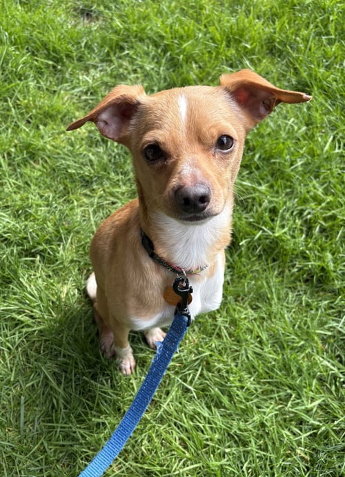 JAGGER - Chihuahua available for adoption