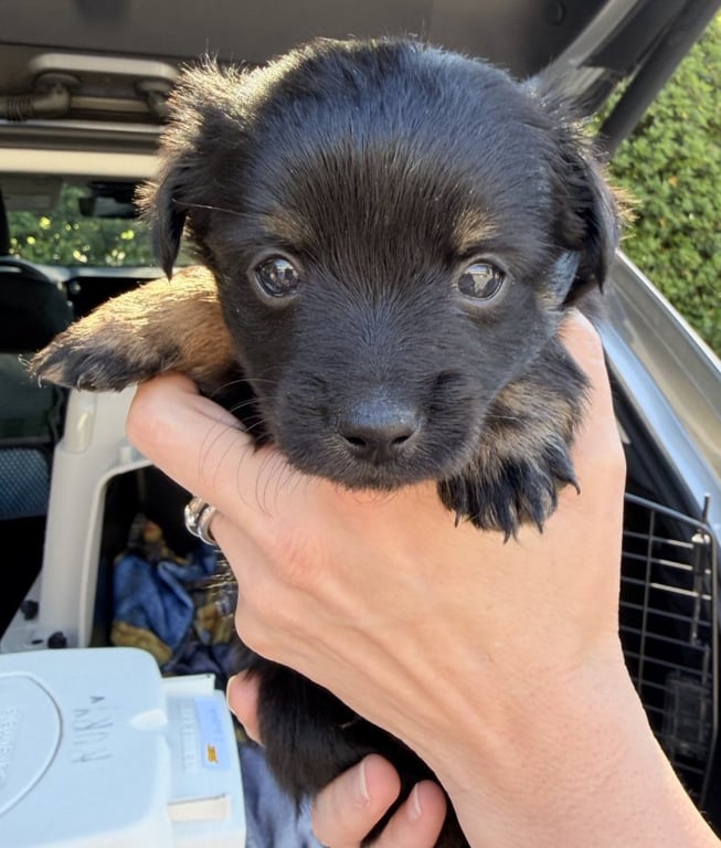 Sammy Image