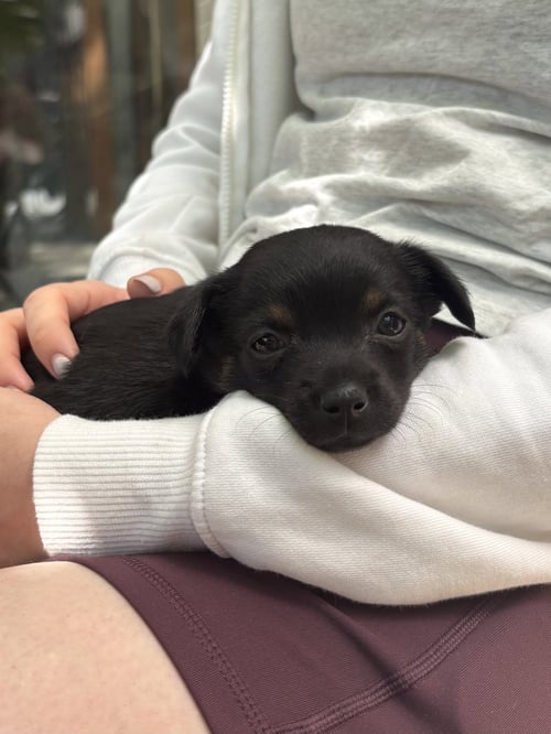 SAMMY - Shih Tzu / Chihuahua available for adoption