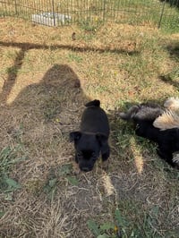 Sammy - Photo 3