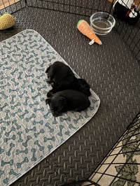 Sammy - Photo 5
