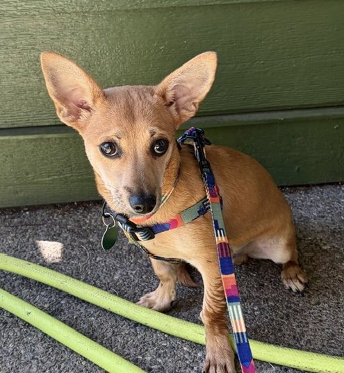 BRISKET - Chihuahua / Dachshund available for adoption