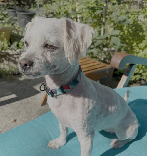 MINDY - Poodle (Miniature) available for adoption